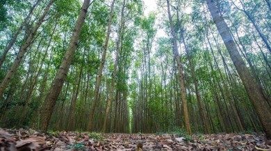 Trồng rừng gỗ lớn theo tiêu chuẩn quốc tế
