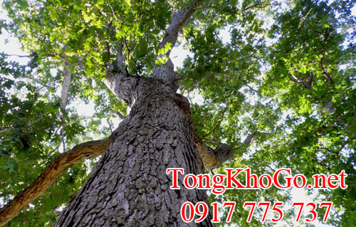 cây gỗ sồi trắng (gỗ white oak)