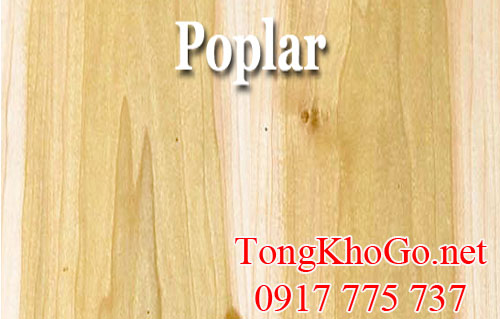 vân gỗ bạch dương (poplar) 